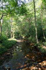 Fototapeta na wymiar Rocky woodland stream