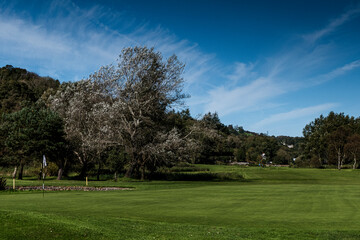 Fototapeta na wymiar Large sliver tree on golf course with green and flag