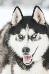 Portrait of a Siberian husky, friendship forever