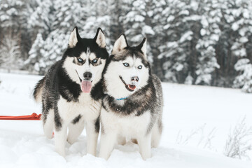 Portrait of a Siberian husky, friendship forever