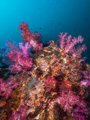 Naklejka na ściany i meble Pink Carnation tree coral bommie (Mergui archipelago, Myanmar)