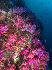 Naklejka na ściany i meble Pink Carnation tree coral wall (Mergui archipelago, Myanmar)