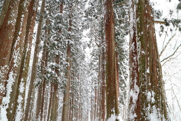 Obraz premium 雪景色