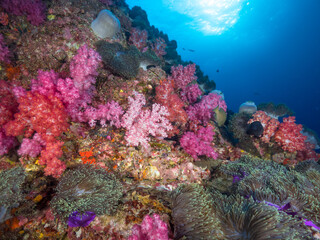 Fototapeta na wymiar Pink soft coral and Sea anemone on a wall (Mergui archipelago, Myanmar)