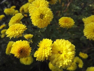 chrysanthemum