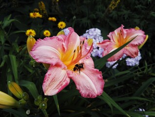 Fototapeta premium pink lily flower