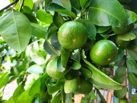 Fresh green lime on the tree