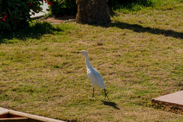 Cattle egret (Bubulcus ibis) walks on green grass