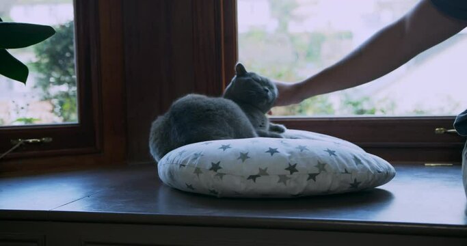 A man is petting and stroking a cat lying on a cushion by the window
