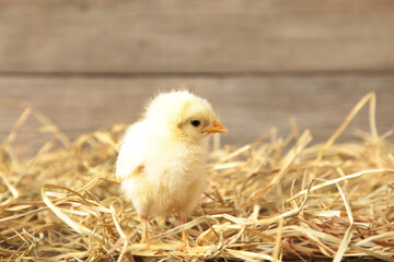 Chick in a basket on grey wooden background