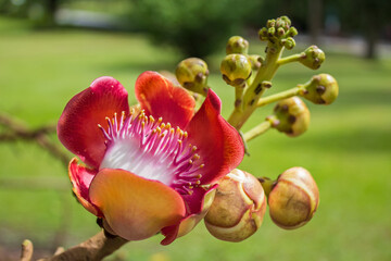 The Cannon Ball fruit flowers tree at Penang Botanical Garden, Malaysia