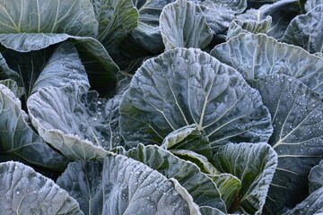 畑のキャベツ