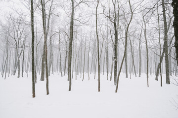 Snow-covered forest landscape in cloudy weather