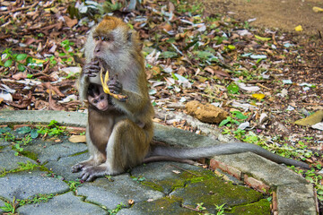Mother and her baby monkey in Penang Botanical Garden, Malaysia