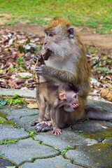 Mother and her baby monkey in Penang Botanical Garden, Malaysia