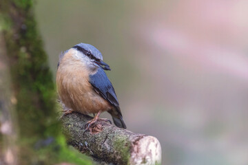 Eurasian nuthatch, Wood nuthatch, Sitta europaea