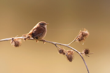 Wren on teasel, Troglodytes aedon