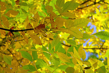 Branch of a tree with yellow-green leaves in autumn.
