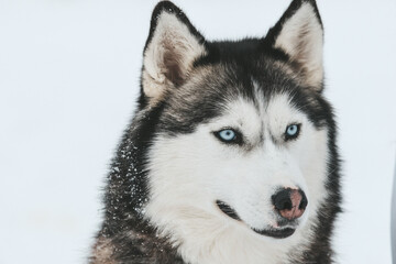 Portrait of a Siberian husky, friendship forever
