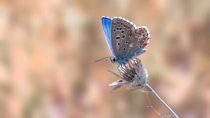 Nature background concept. One Adonis blue butterfly on a wild meadow dried flower ready to fly close up macro. Selective focus with natural blurred background. Beautiful summer meadow wallpaper. 