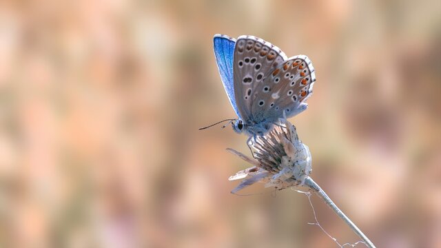 Nature background concept. One Adonis blue butterfly on a wild meadow dried flower ready to fly close up macro. Selective focus with natural blurred background. Beautiful summer meadow wallpaper. 
