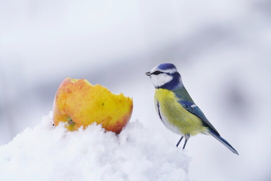 Cute blue tit sitting in the snow near the apple. Wildlife scene with small song bird. 