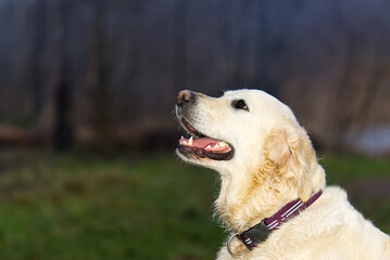portrait of golden retriever in autumn forest
