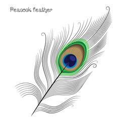 peacock feather on white background