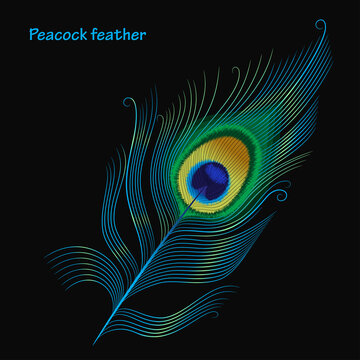 Peacock Feather Isolated Images – Browse 31,793 Stock Photos, Vectors, and  Video | Adobe Stock