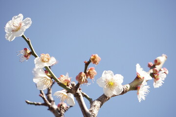 春の桜