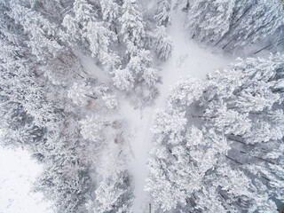 Winter coniferous snowy forest. Nature photography. Landscape top view.