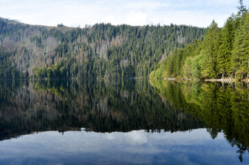 Fototapeta premium reflection of trees in the lake