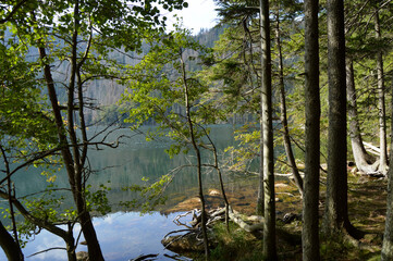 Fototapeta na wymiar lake in the forest, Šumava, Czech Republic