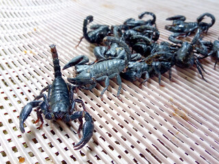 Many black scorpions On the floor of a plastic basket