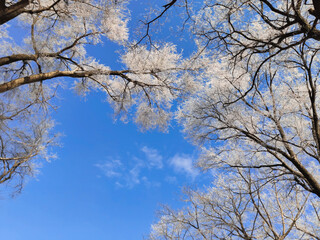 the sun shines on the snow-covered trees against the blue sky.