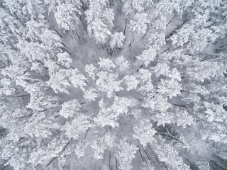 Winter coniferous snowy forest. Nature photography. Landscape top view.