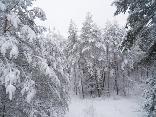 Winter coniferous snowy forest. Nature photography. Landscape side view.