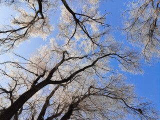 the sun illuminates the snow covered trees in a contoured light against a blue sky view of the trees from the bottom up