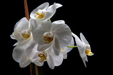 Blossom white orchid flower isolated on a black background.