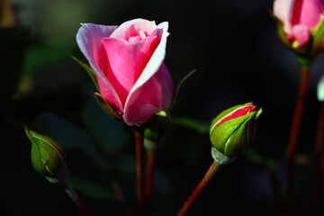 Fototapeta na wymiar Beautiful blooming rose flowers in the garden.