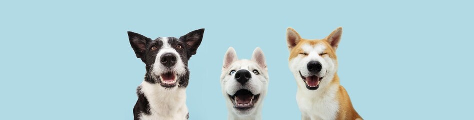 Banner three smiling dogs with happy expression. and closed eyes. Isolated on blue colored background. © Sandra