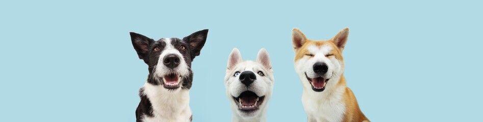 Banner three smiling dogs with happy expression. and closed eyes. Isolated on blue colored...