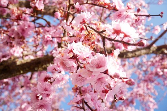 Beautiful spring cherry blossom