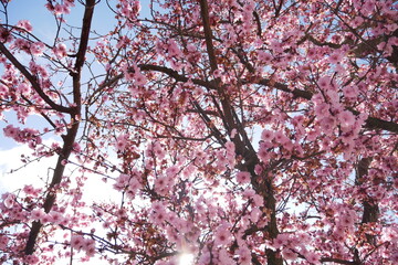 Beautiful spring cherry blossom