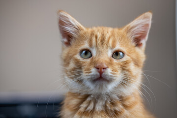 Nice photo of a cat looking relaxated away