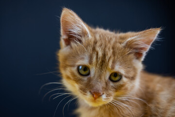 Nice portrait of a kitten looking right in the camera near a black wall