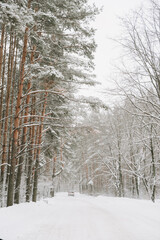 Fototapeta premium Landscape of a snow-covered pine forest in a snowfall
