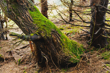 Tree landscape with trunk and roots spreading out on ground and foggy nature background