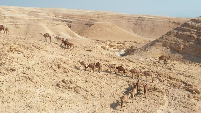 Camels walking in the desert aerial view, Negev desert, Israel