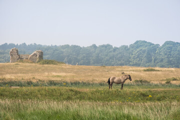 Wild horse in a field with old building